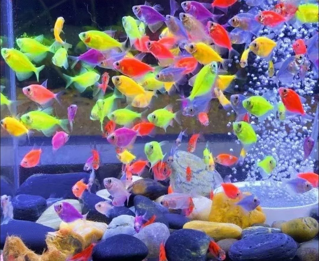 天使