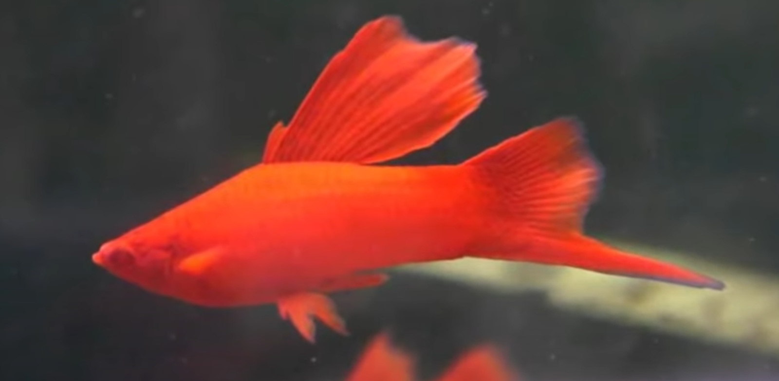 紅劍