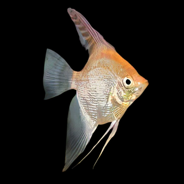 金仙