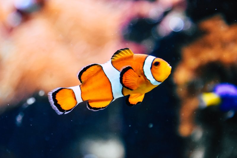 小丑魚同海葵