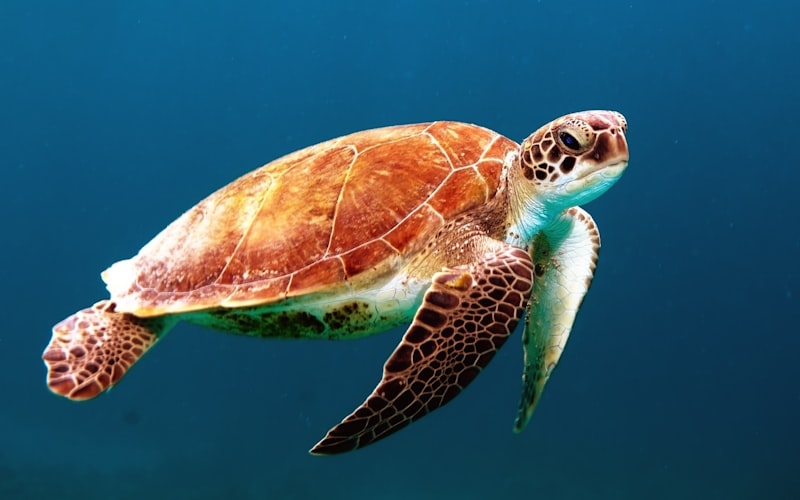 魚缸設備