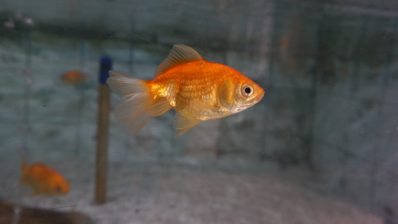 金魚缸設置指南：從零開始打造完美金魚之家