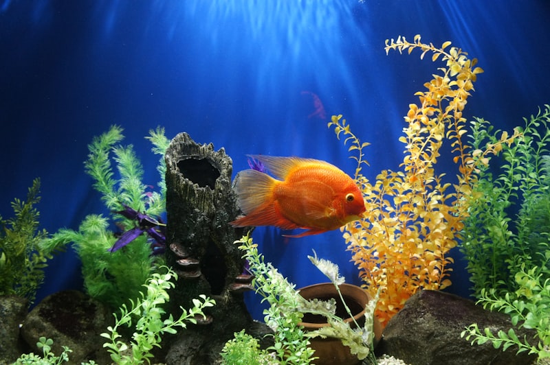 金魚缸過濾系統