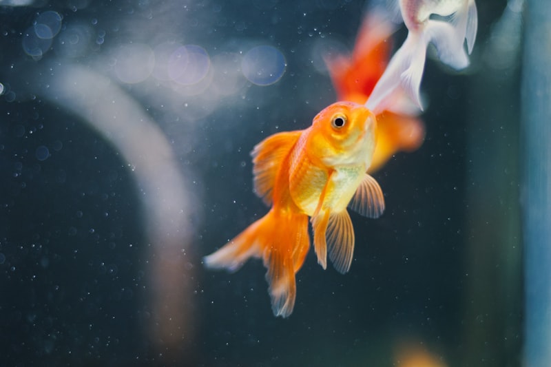 介紹20款金魚品種：從新手入門到收藏級夢幻品種