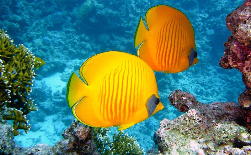 蝴蝶魚喺珊瑚礁