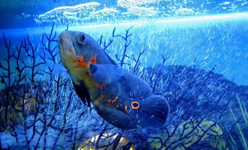 海水魚飼養入門指南：新手必讀嘅完整攻略