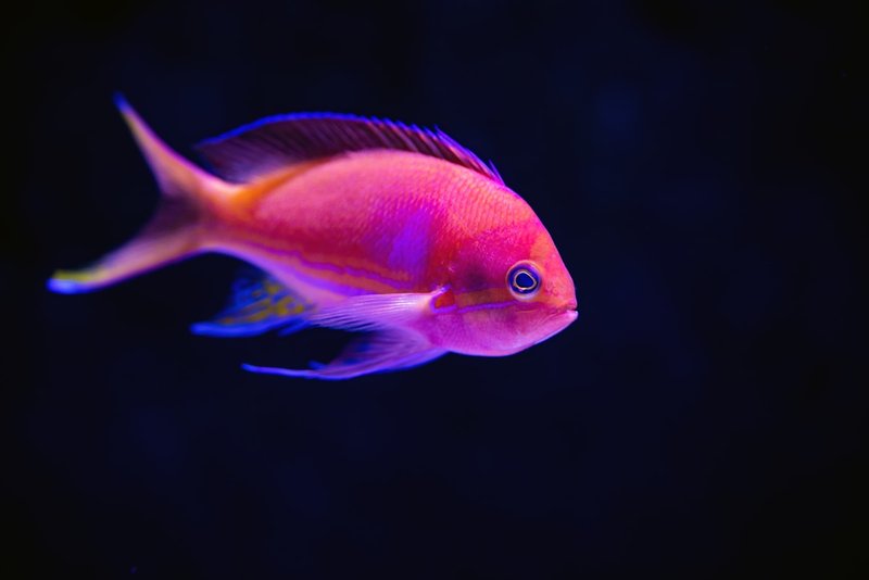 多種海水觀賞魚