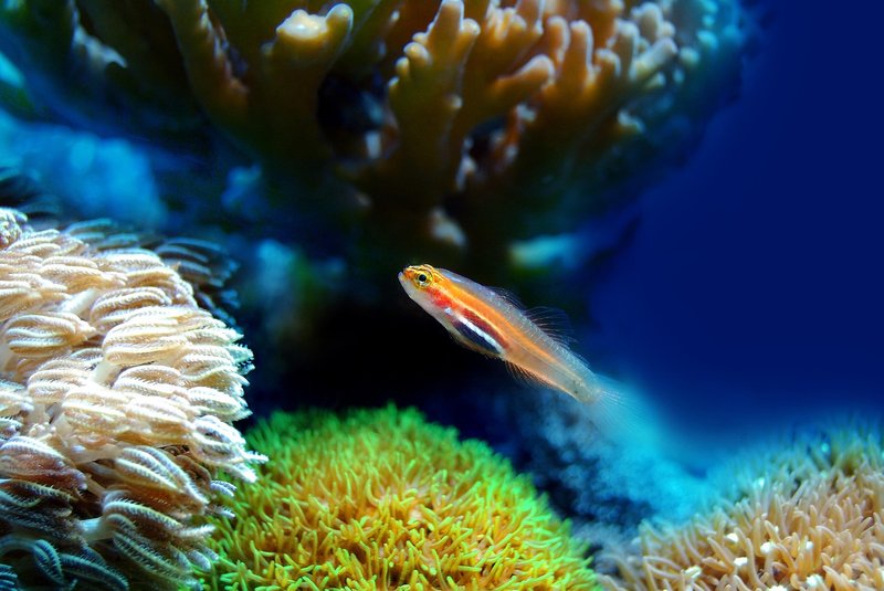 軟珊瑚水族箱全景