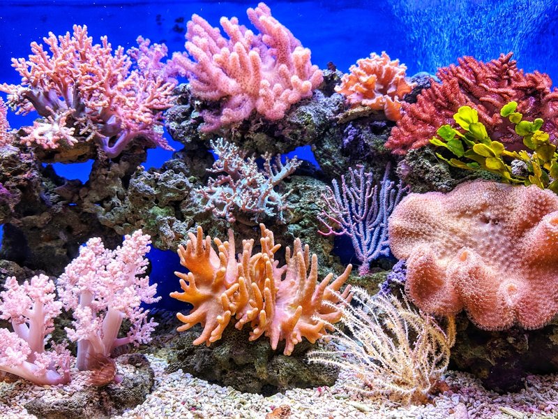 色彩繽紛嘅SPS珊瑚缸